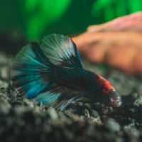 Club House logo of Aquascaping