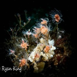 ryan-nudibranch-3-2021