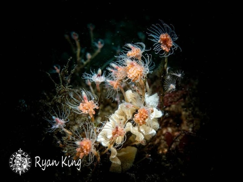 ryan-nudibranch-3-2021